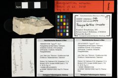 Foto (Objekt + Etiketten) von Paragalathea ternata (Robins, Feldmann, Schweitzer & Bonde, 2016) 